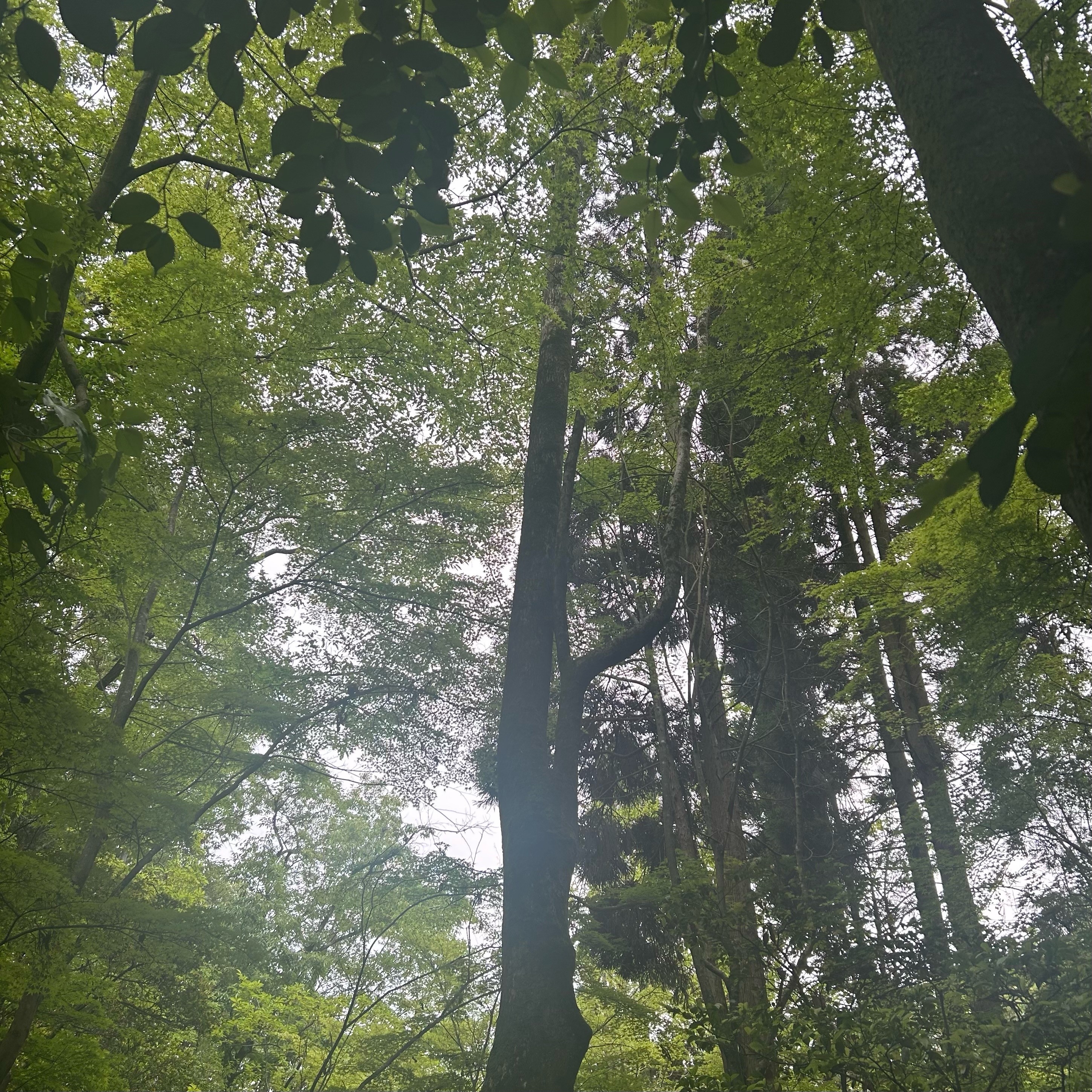 image1.jpeg